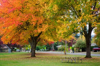 Cloverland Trees