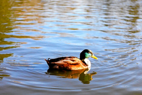 duck