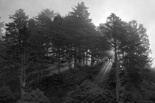 lincoln city trees